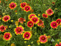 Blanketflower (Gaillardia aristata)