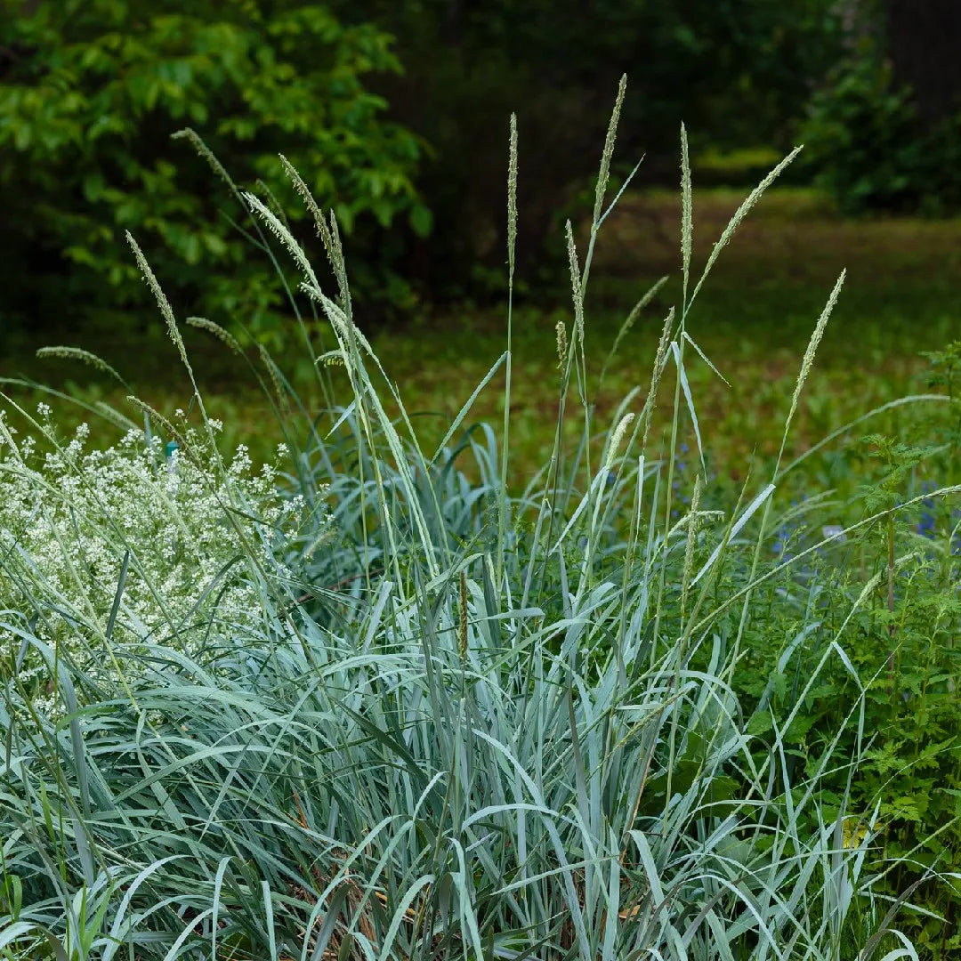 Blue Wildrye (Elymus glaucus)