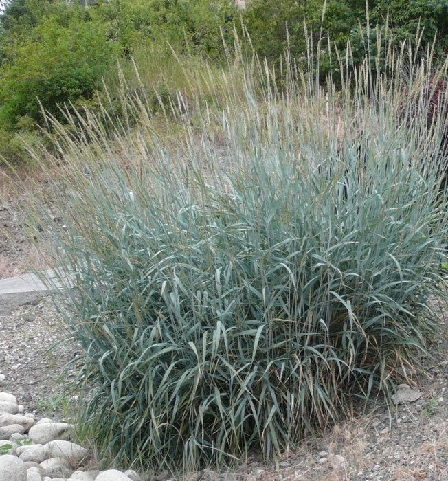 Blue Wildrye (Elymus glaucus)