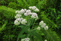 Boneset (Eupatorium perfoliatum)