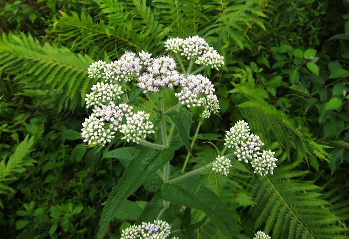 Boneset (Eupatorium perfoliatum)
