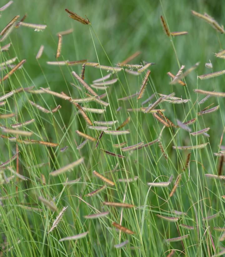 Blue Grama (Bouteloua gracilis)