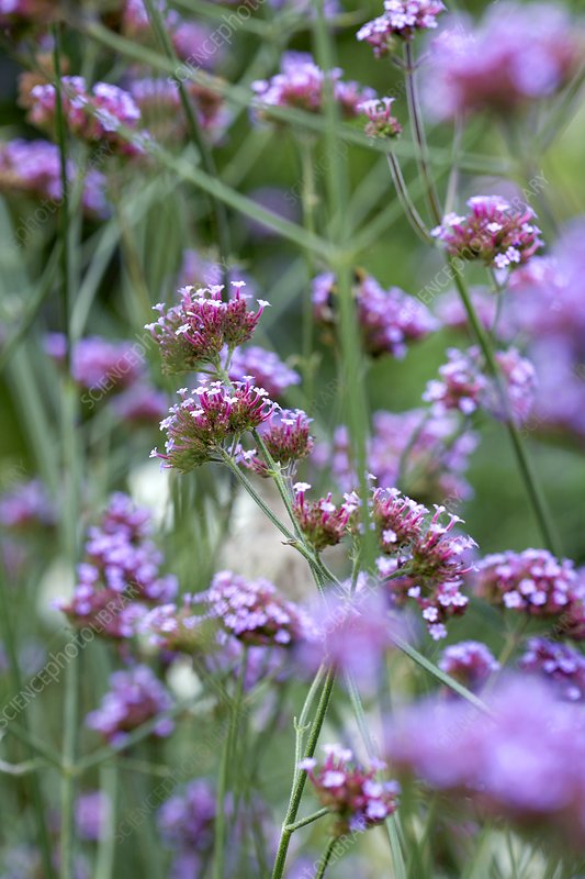 Verbena (Verbena sp.)
