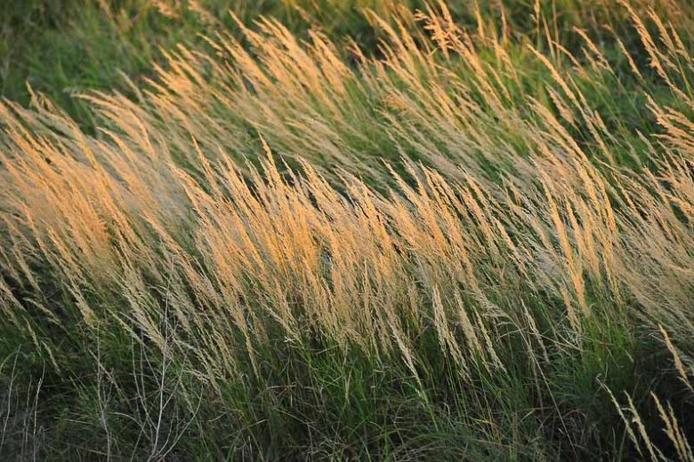 Bluejoint Reedgrass (Calamagrostis canadensis)