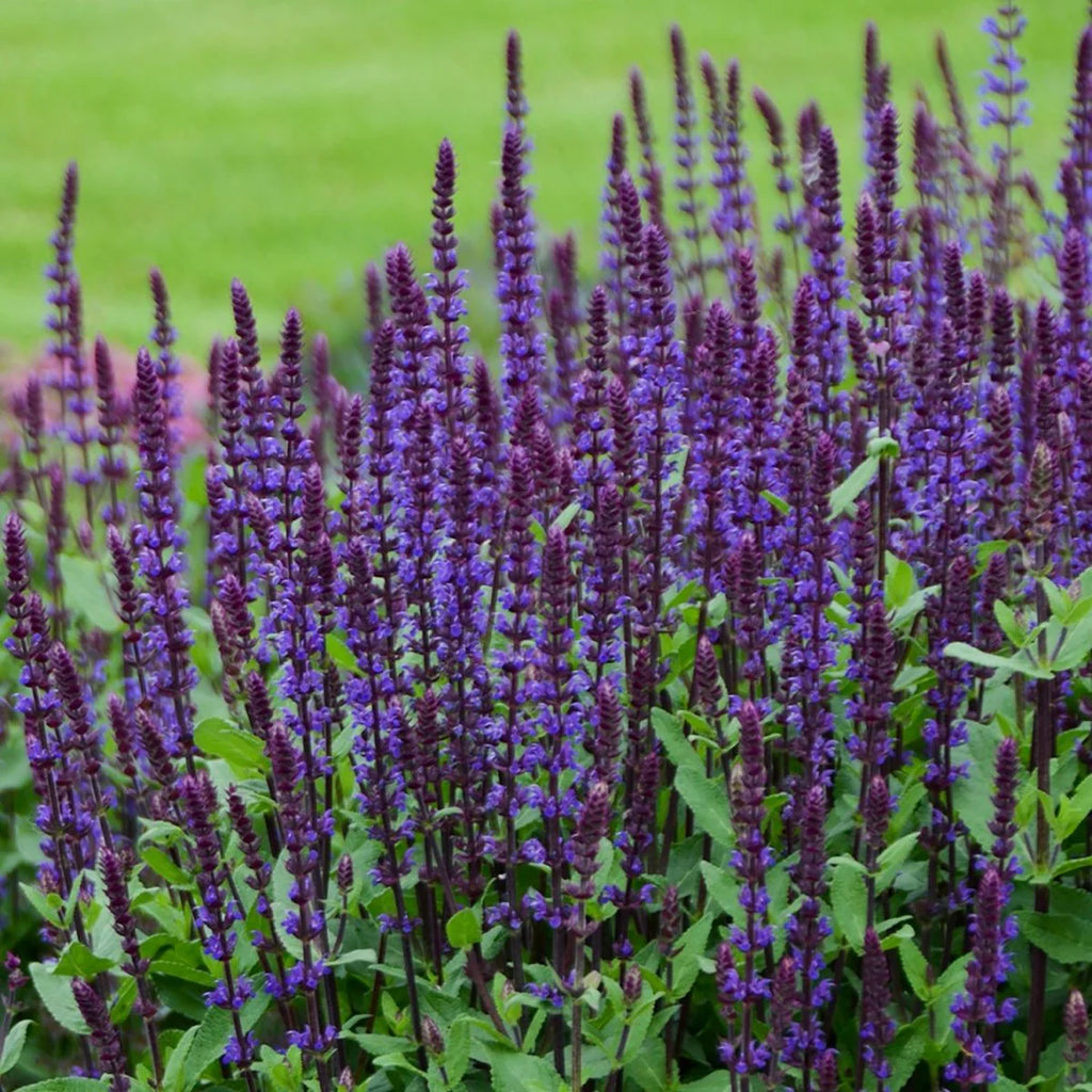 'Caradonna' Meadow Sage (Salvia nemorosa)