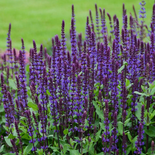 'Caradonna' Meadow Sage (Salvia nemorosa)
