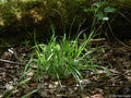 Dewey's Sedge (Carex deweyana)