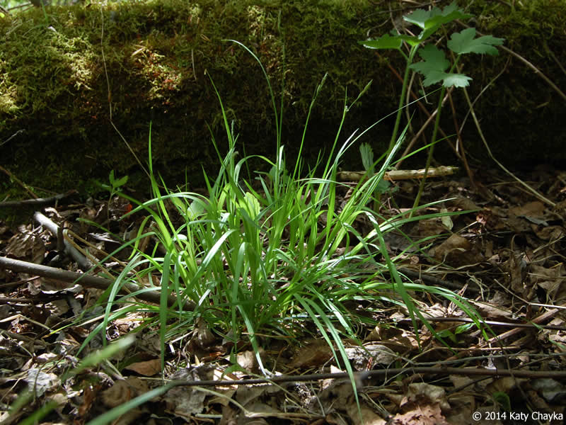 Dewey's Sedge (Carex deweyana)