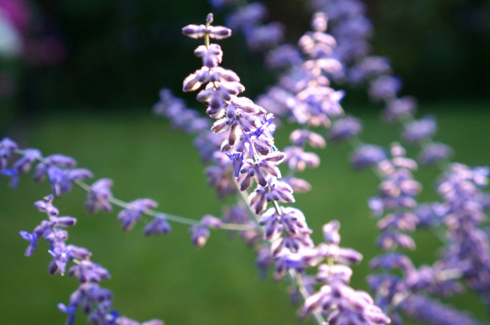 Catmint (Nepeta sp.)