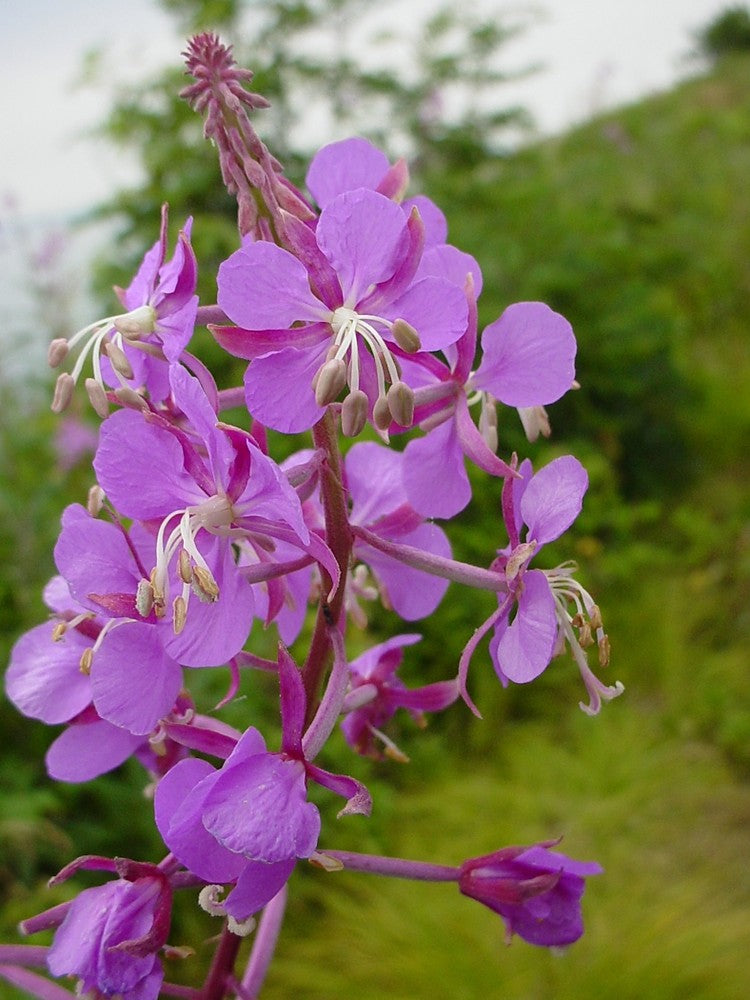 Fireweed (Chamerion angustifolium)