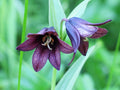 Chocolate Lily (Fritillaria affinis and Fritillaria camschatcensis)