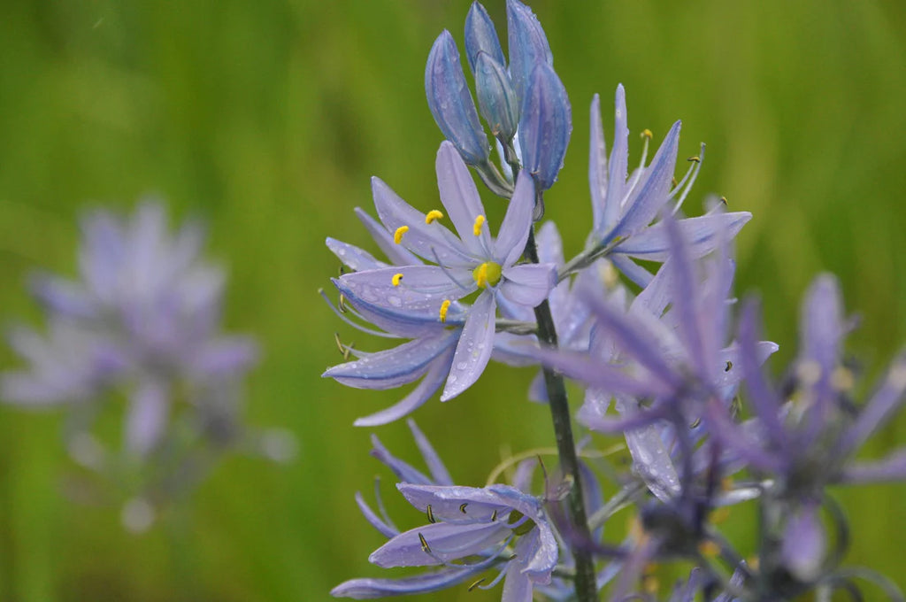Camas (Camassia quamash)