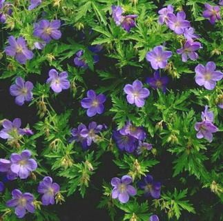 Cranesbill Geranium (Geranium sp.)