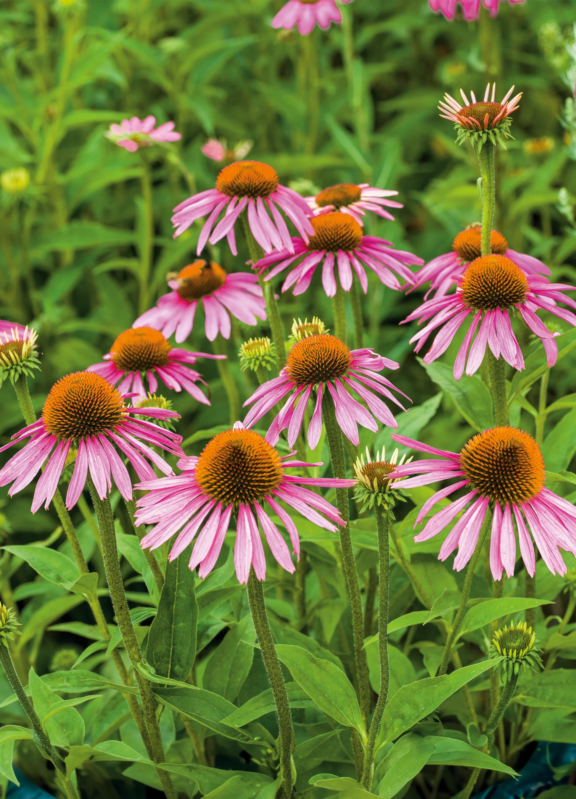 Purple Coneflower (Echinacea purpurea)