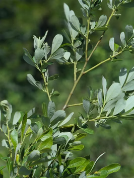 Scouler's Willow (Salix scouleriana)