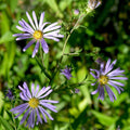 Douglas Aster (Symphyotrichum subspicatum)