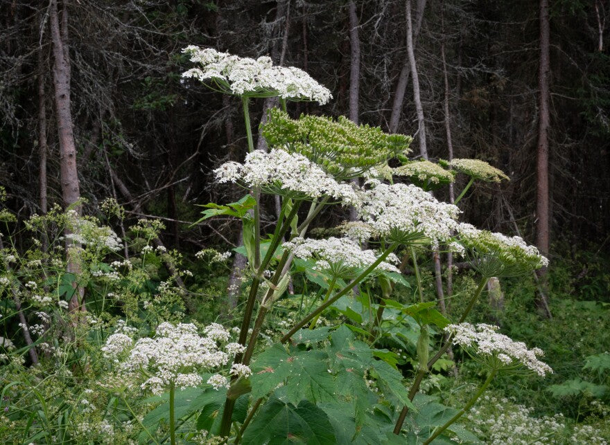 Cow Parsnip (Heracleum maximum)