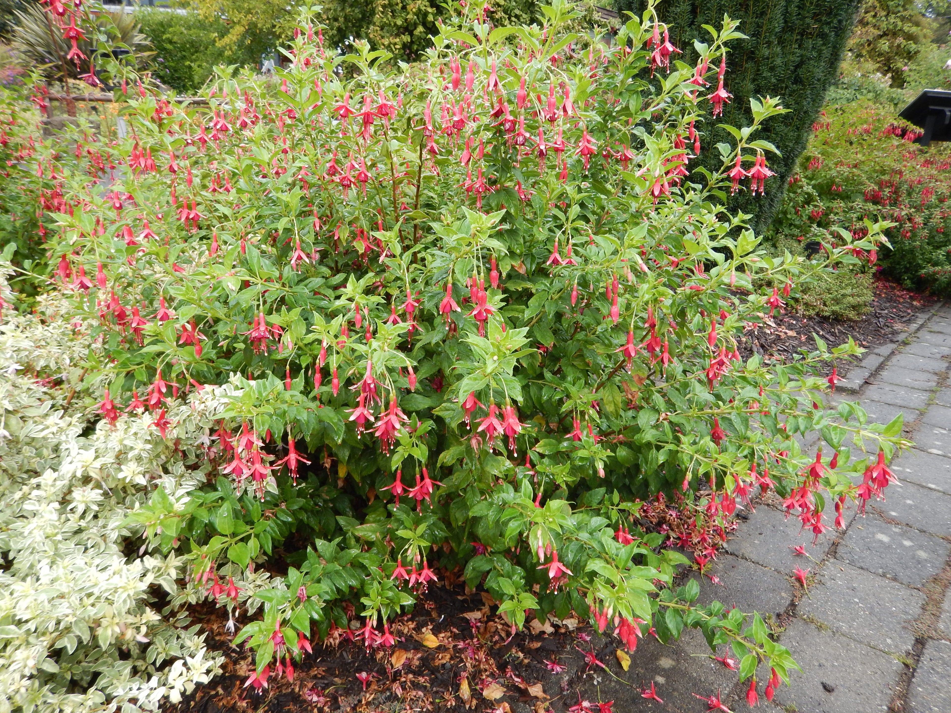 Fuschia (Fuchsia magellanica)