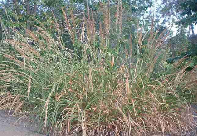 Giant Wildrye (Elymus condensatus)