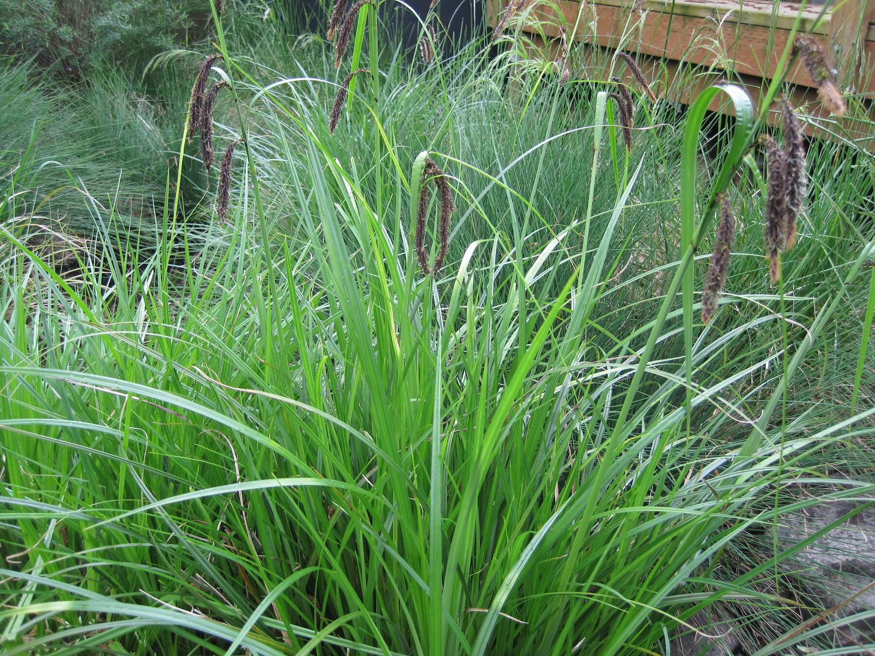 Slough sedge (Carex obnupta)