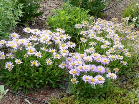 Showy Fleabane aka Showy Daisy (Erigeron speciosus)