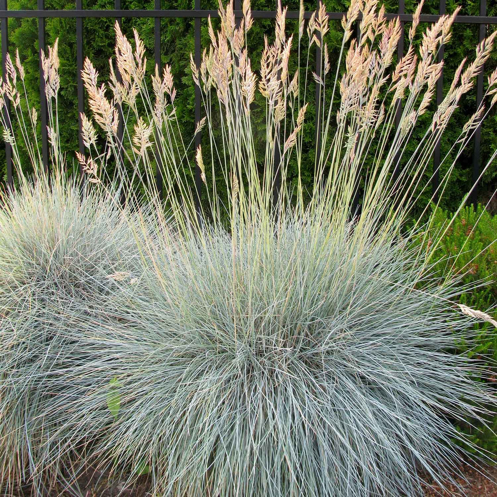 Idaho fescue (Festuca idahoensis)