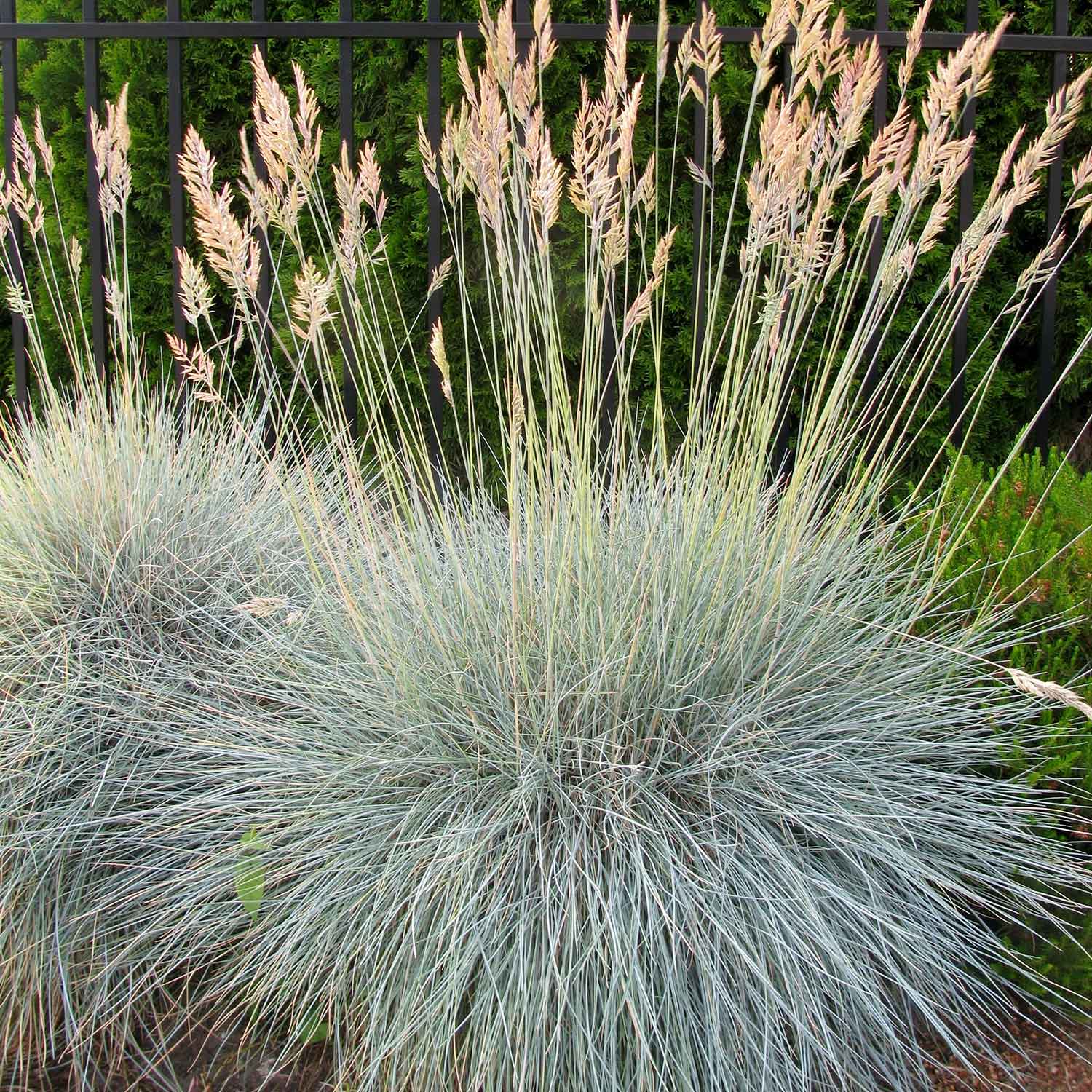 Idaho fescue (Festuca idahoensis)