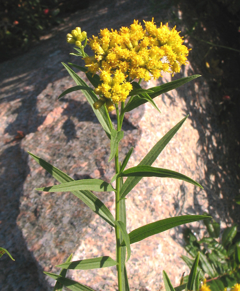 Flat-Top Goldentop (Euthamia Graminifolia)
