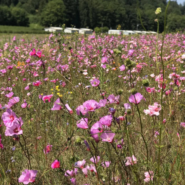 Dwarf Godetia aka Farewell-to-Spring (Clarkia amoena)