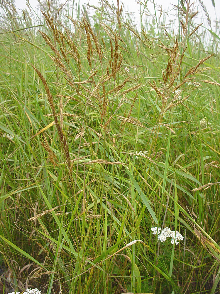 Red fescue (Festuca rubra)