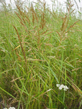 Red fescue (Festuca rubra)