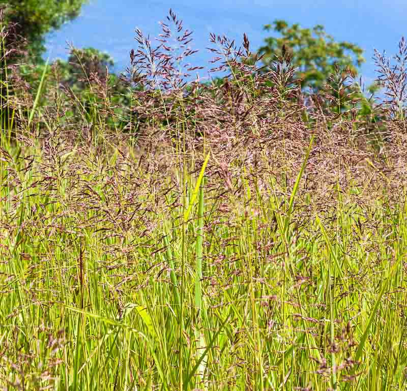 Red fescue (Festuca rubra)