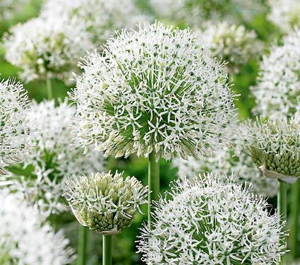 Onion, Chives, Garlic (Allium spp)