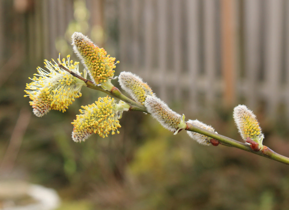 Scouler's Willow (Salix scouleriana)
