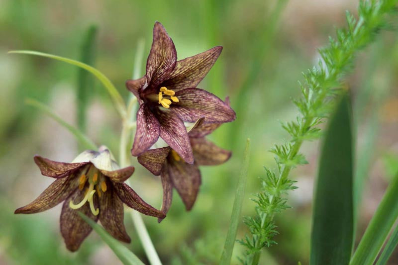 Chocolate Lily (Fritillaria affinis and Fritillaria camschatcensis)