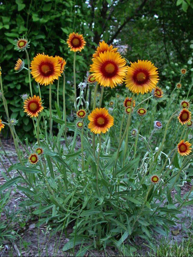 Blanketflower (Gaillardia aristata)