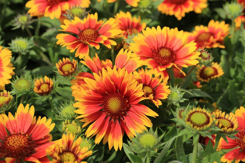 Blanketflower (Gaillardia aristata)