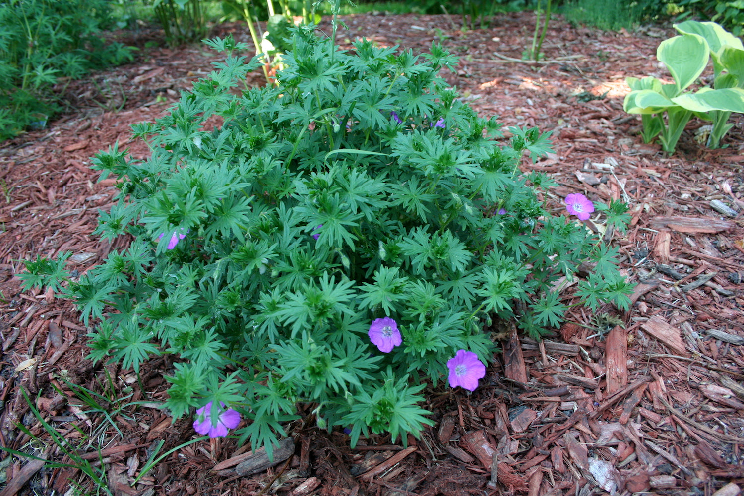 Cranesbill Geranium (Geranium sp.)