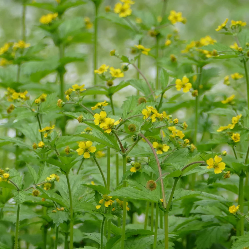 Large-leaved avens (Geum macrophyllum)