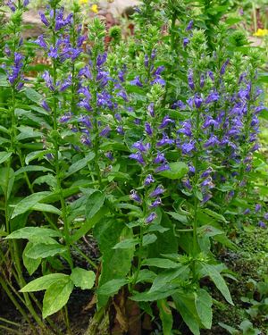 Great Blue Lobelia (Lobelia siphilitica)