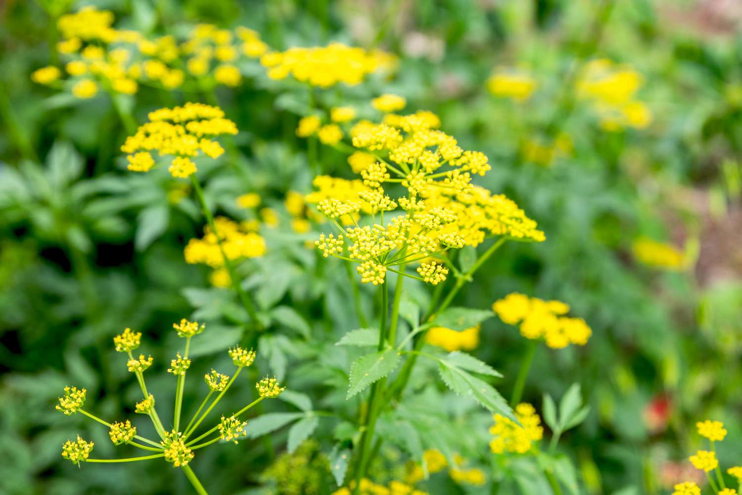 Golden Alexanders (Zizia aurea)