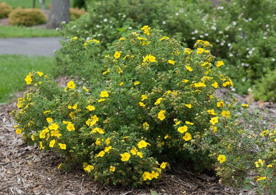 Shrubby Cinquefoil (Dasiphora fruticosa)