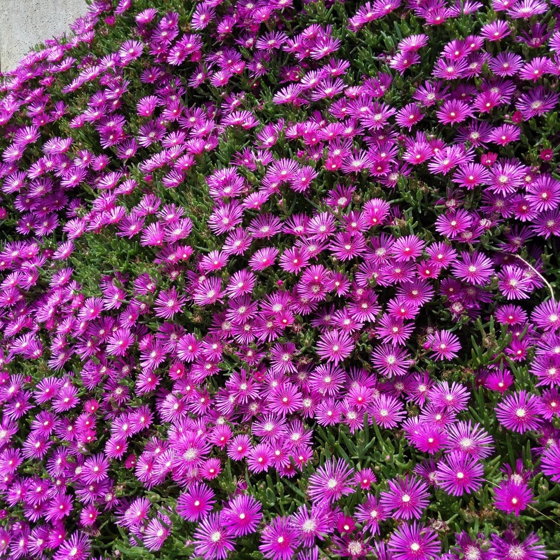 Hardy Iceplant (Delosperma)