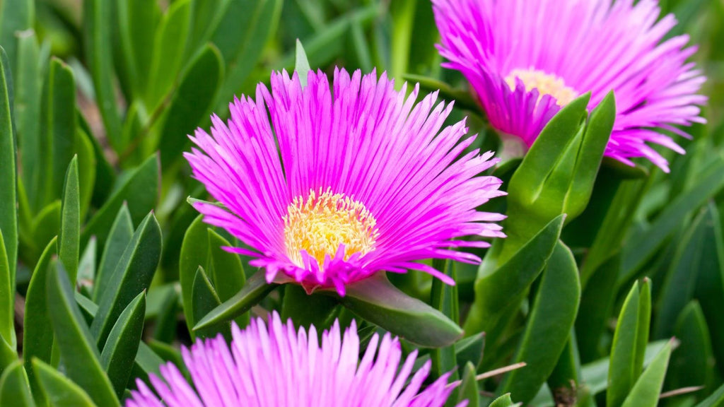 Hardy Iceplant (Delosperma)