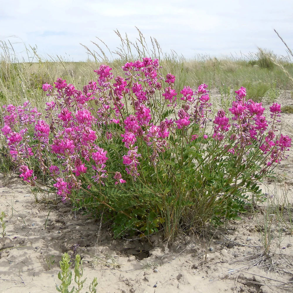 Northern Sweetvetch (Hedysarum boreale)
