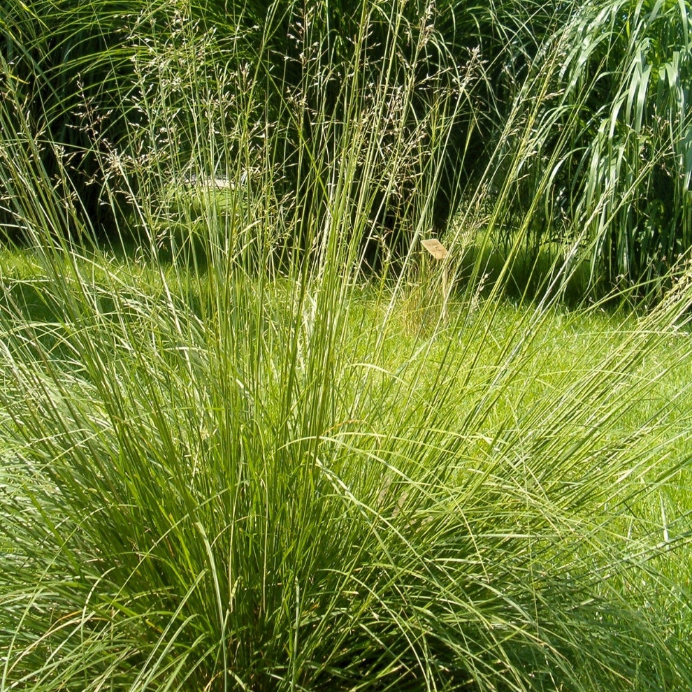 Prairie Dropseed (Sporobolus heterolepis)