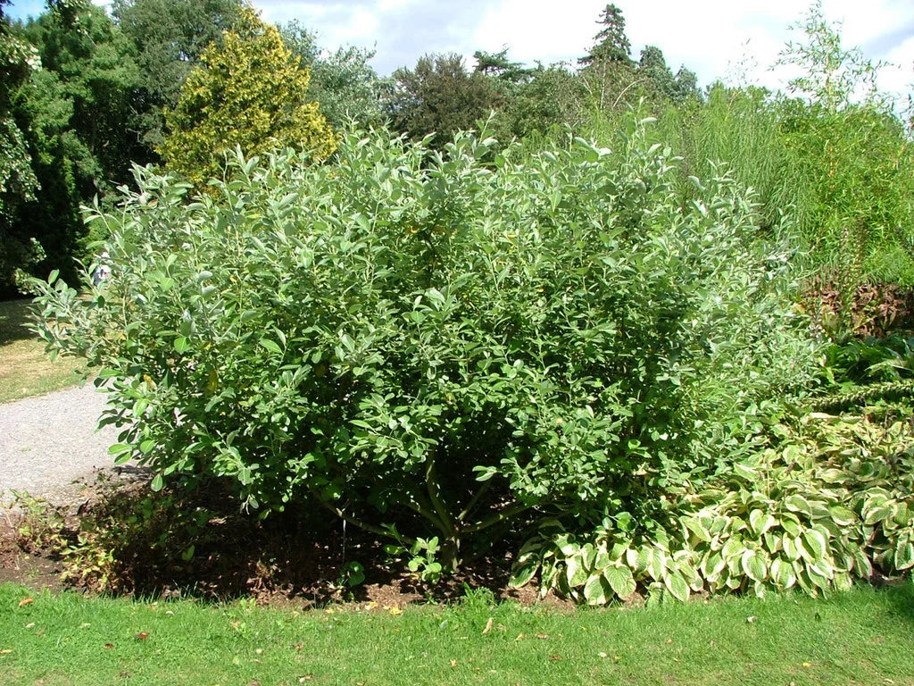Hooker's Willow (Salix hookeriana)