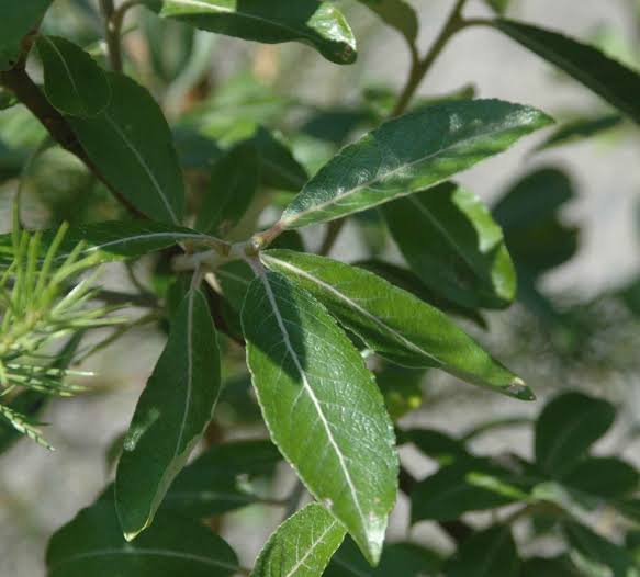Hooker's Willow (Salix hookeriana)