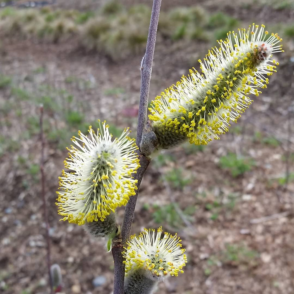 Hooker's Willow (Salix hookeriana)