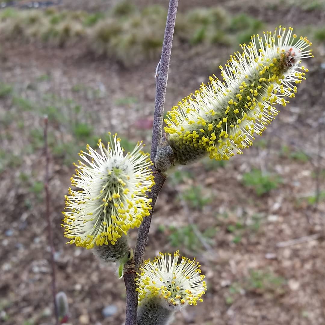 Hooker's Willow (Salix hookeriana)